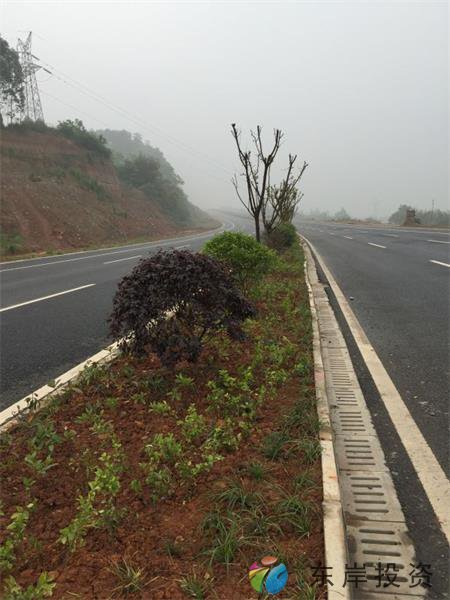 岷東大道東坡段5.8公里道路隔離帶綠化工程順利驗收(圖4) 岷東大道東坡段5.8公里道路隔離帶綠化工程順利驗收(圖4)